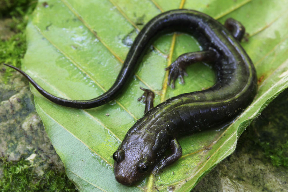 Dusky Salamander